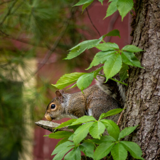 Squirrel!